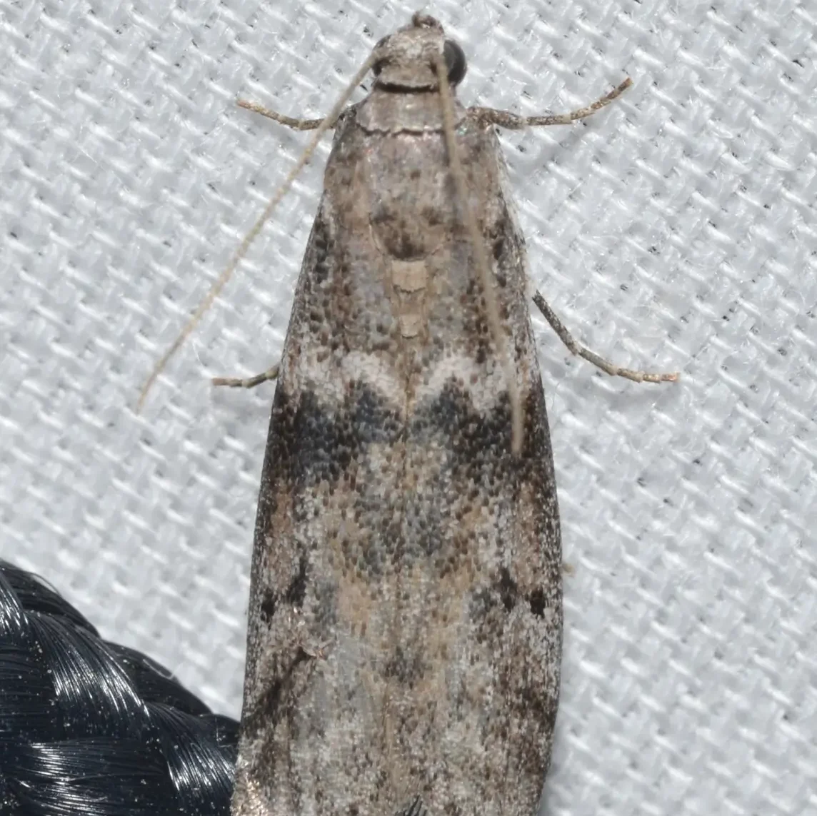 Ovos de Ephestia (Anagasta) kuehniella: Fonte de Alimentação para ...